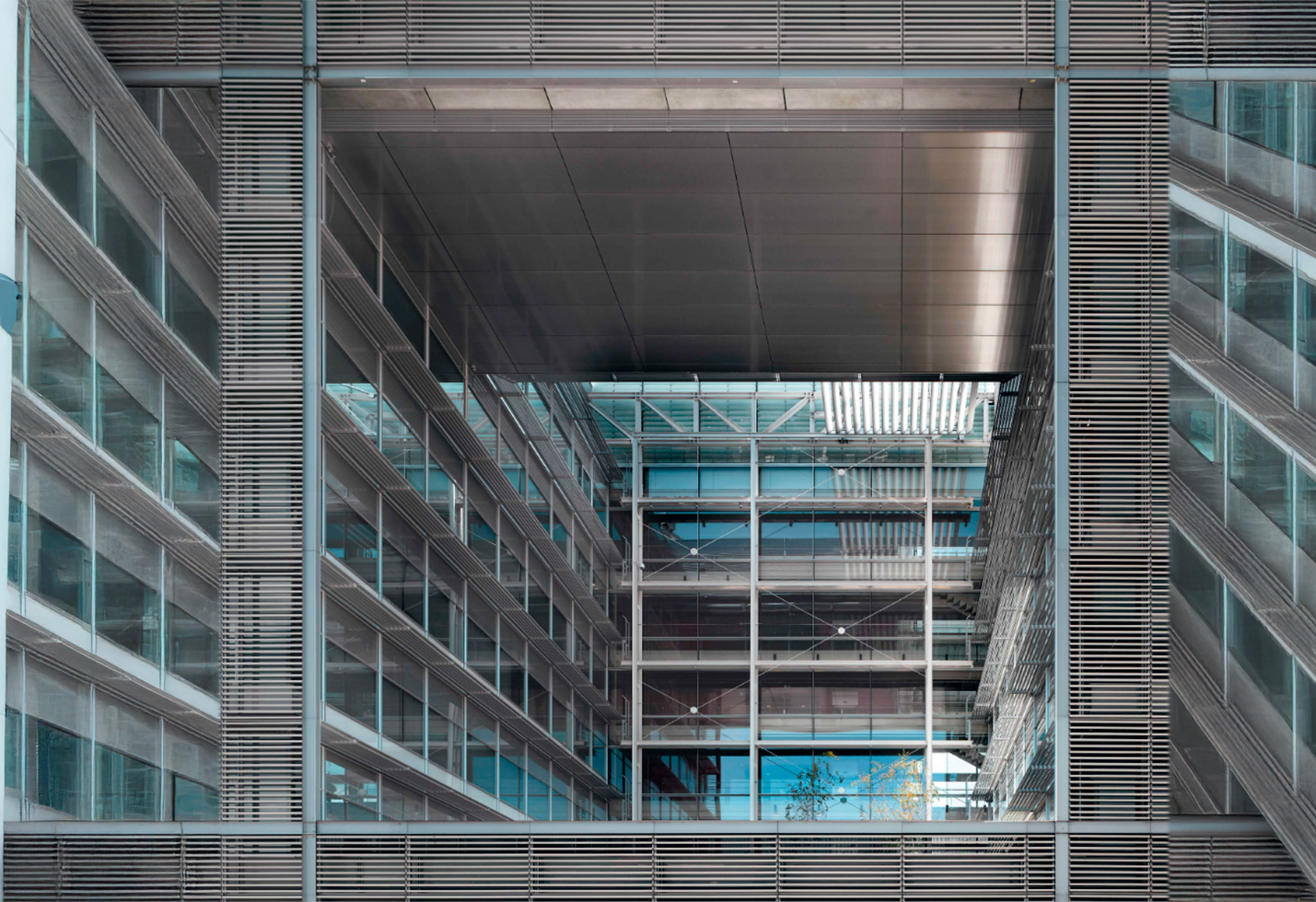 Abelias, 1 3 Abelias, 1 3